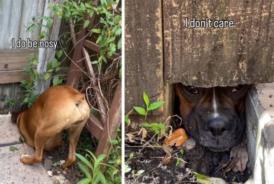 Pas iskopao rupu ispod ograde kako bi špijunirao komšije (VIDEO)