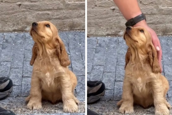 Trenutak kad je pas shvatio da je pronašao dom rastopio srca (VIDEO)
