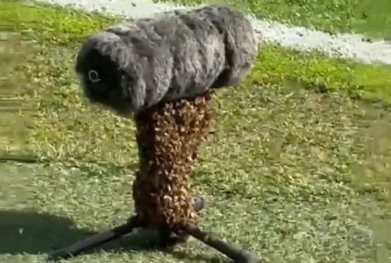 Pčele zaustavile derbi u Njemačkoj: Roj "okupirao" mikrofon (VIDEO)