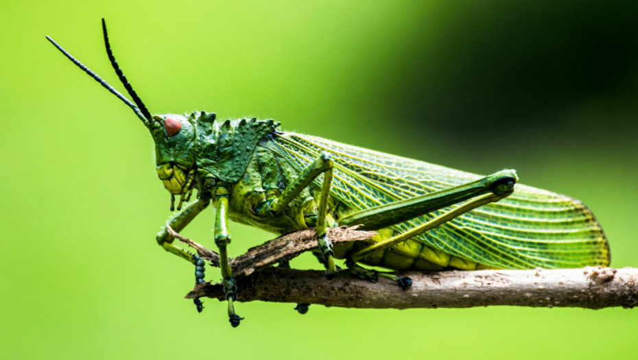 Insekti možda ipak osećaju bol