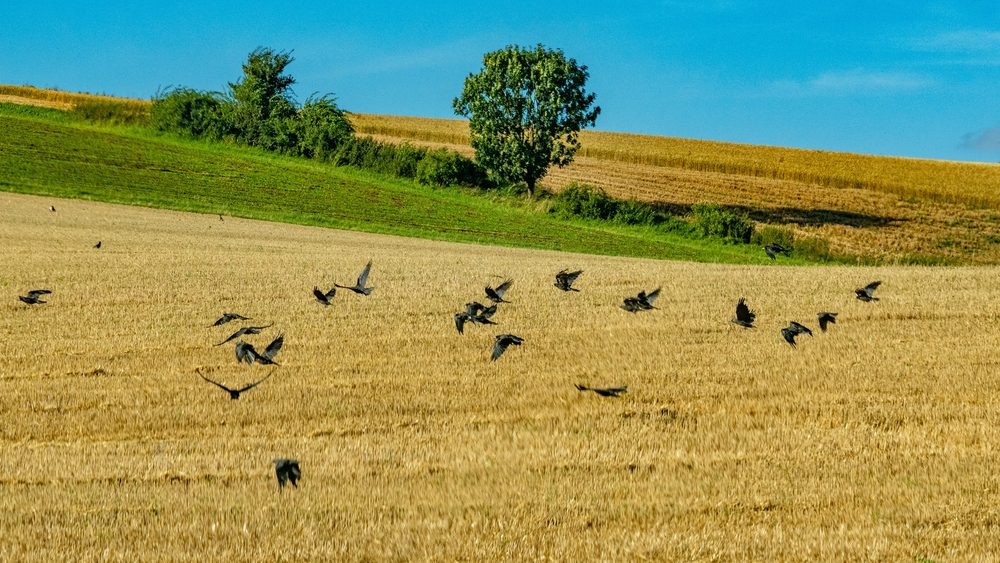 Vrane u Srbiji jedu suncokret i kukuruz, poljoprivrednici ponovo seju – Ekonomija
