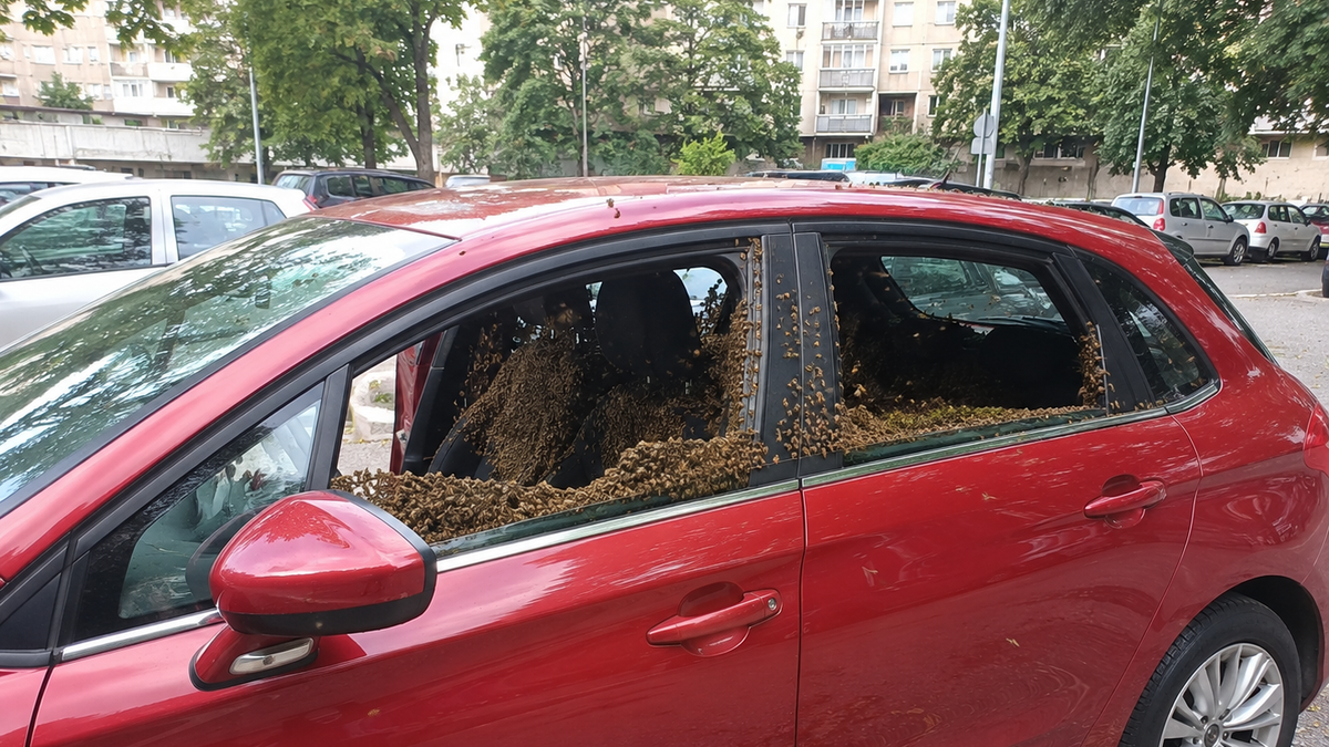 Najezda pčela u Beogradu, ulaze u automobile, sleću na građane, evo šta da radite